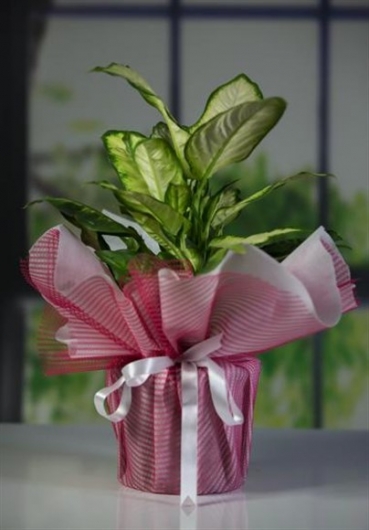 Dieffenbachia - Camillia